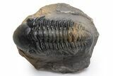 Beautiful, Multi-Toned Reedops Trilobite - Morocco #225350-1